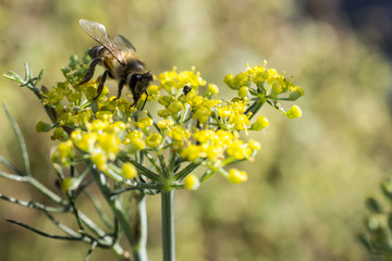 Abeja en su trabajo