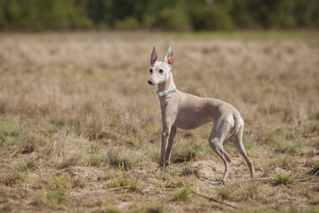 Obraz na płótnie Canvas Coursing training. Small Dog Italian Greyhound pursues bait in the field.