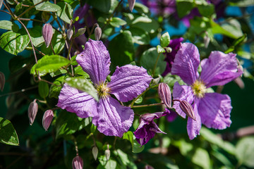 Blooms clematis blue-purple flowers.