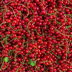 background of ripe juicy red currant berries.