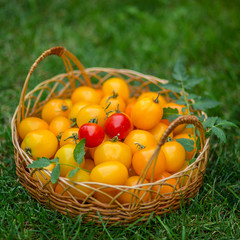 A group of ripe red and yellow cherry tomatoes