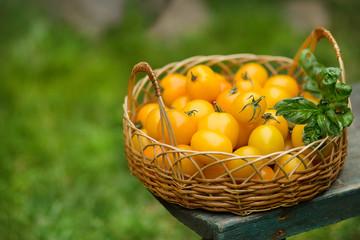 A group of ripe red and yellow cherry tomatoes