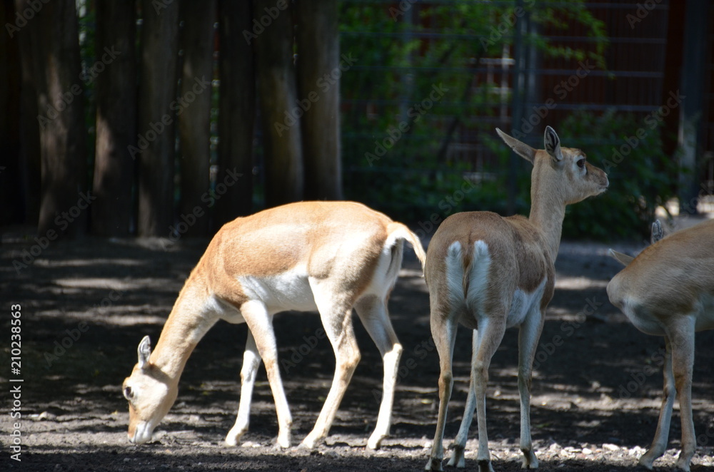 Poster wild deer fawn