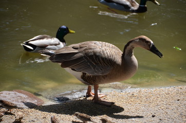 wild goose duck water