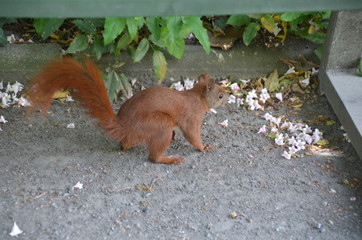 squirrel