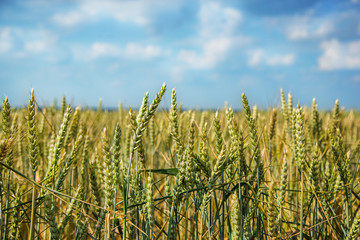 Obraz premium Yellow field, crop of cereals.