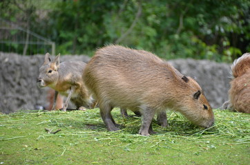 capybara
