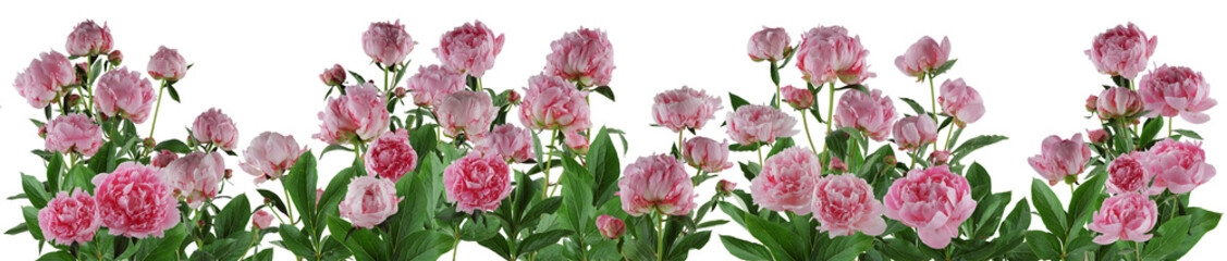Panele Szklane Podświetlane  piękne, pełne różowe kwiaty i rośliny piwonii izolowane, mogą być używane jako tło