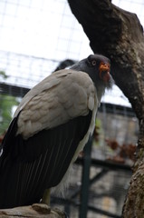 threatening eagle bird
