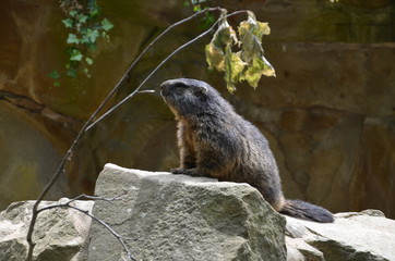 looking marmot