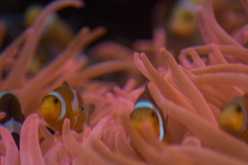 Naklejka na ściany i meble clownfish in aquarium