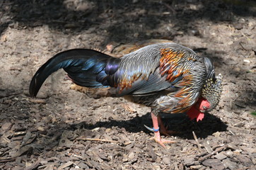 cock rooster chicken