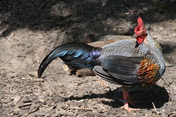 cock rooster chicken