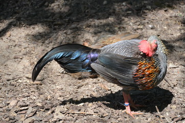cock rooster chicken
