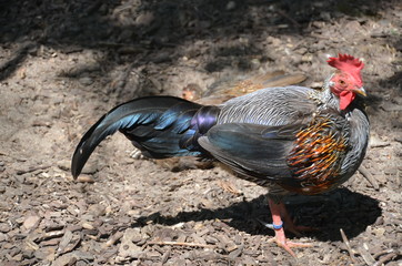 cock rooster chicken © Сергей Кошевой