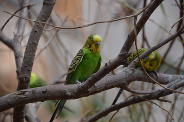 Obraz premium funny Budgerigar parrot branch