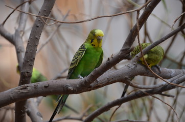 funny Budgerigar parrot branch