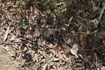 Texture Pine Cones and Brush 3