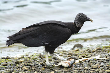 Black Vulture