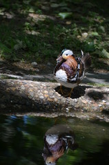 mandarin duck Aix galericulata water nature