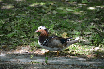 mandarin duck Aix galericulata water nature