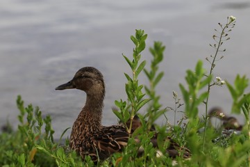 Mallard duck 