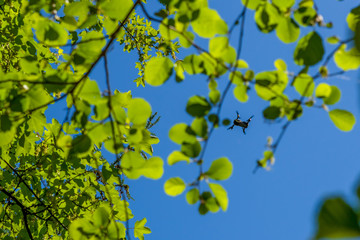 Kleine Drohne über dem Wald vor blauem Himmel, von unten fotografiert