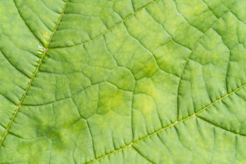Fototapeta na wymiar close up view of green leaf