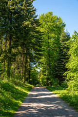 Schotterstraße durch den grünen Wald, Velbert, Deutschland