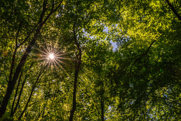 Fototapeta na wymiar Sonnenstrahlen durch Baumkronen, Velbert, Deutschland