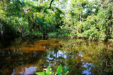 Florida wetland, wooden path trail at Everglades National Park in USA.