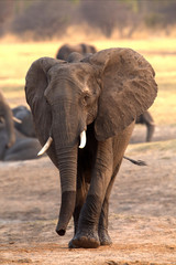 Obraz premium Elephants at waterhole, Zimbabwe