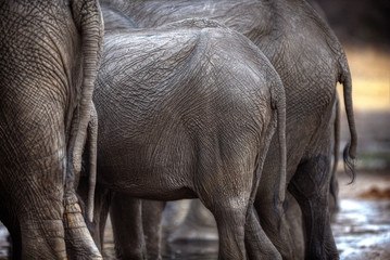 Elephants at waterhole, Zimbabwe