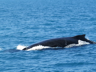 Baleia © Geisa