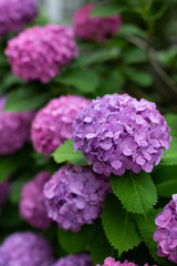 The bush of blooming liliac and purple Japanese hydrangeas ajisai. Close-up