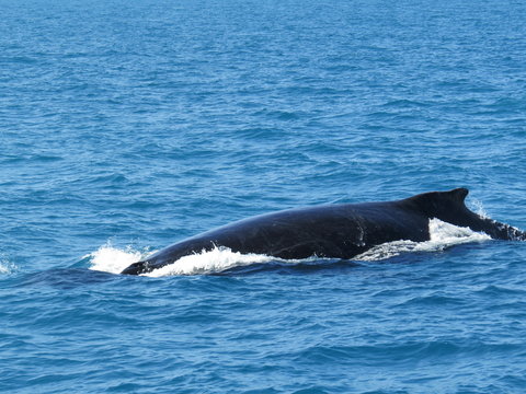 Baleia