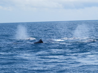 Fototapeta premium Baleias esguichando