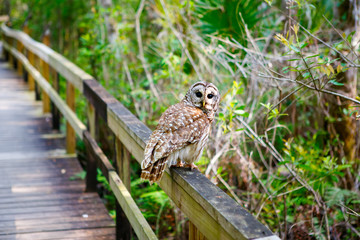 Owl in Florida wetland, wooden path trail at Everglades National Park in USA. Popular place for tourists, wild nature and animals