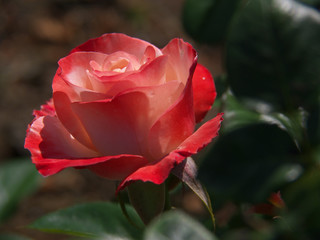 フラワーパーク