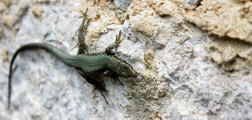 Lagartija, reptil, gecko