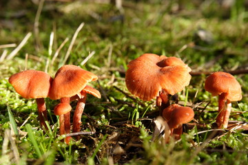 Wild Brown Mushrooms in sunlight