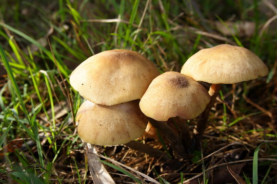 Wild mushrooms growing in a cluster