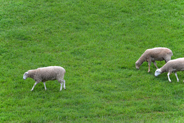 Sheep Playing Follow the Leader
