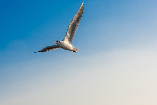 Single seagull flying in a clear sky as a background with copy space.