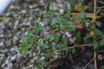 Chinese wolfberry flowers