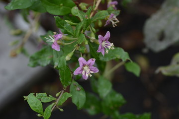 Chinese wolfberry flowers