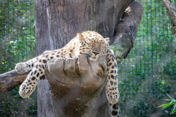 Leopard Nap