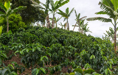 Fototapeta premium Coffee plantation in Jerico, Colombia in the state of Antioquia.