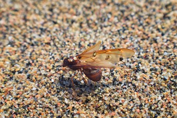 Winged Male Drone Leafcutter ants, macro close up view, dying on beach after mating flight with queen in Puerto Vallarta Mexico. Scientific name Atta mexicana, a species of leaf-cutter ant, a New Worl