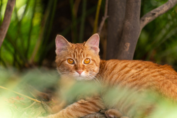 Sweet orange cat